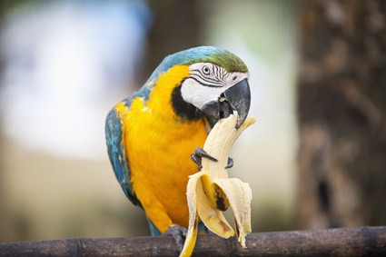 are bananas good for parrots?