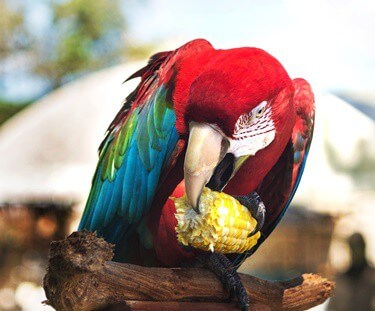 is corn good for parrots?