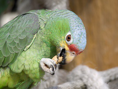 can parrots eat monkey nuts?