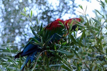 can you give parrots olive oil?