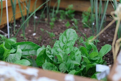 do parrots like spinach?