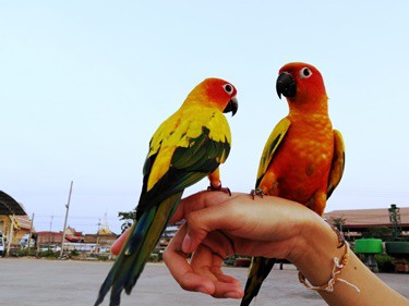 can caged birds survive in the wild?