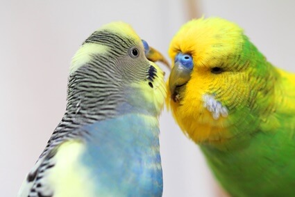 how to separate two budgies