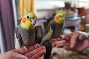 Cockatiels