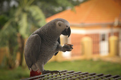 can cigarette smoke kill parrots?