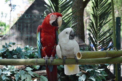 do parrots like bamboo?