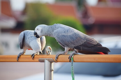 how to tell the difference between molting and feather plucking