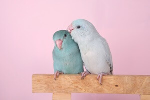 Pacific Parrotlet