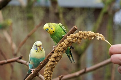 why are my parakeets not eating?