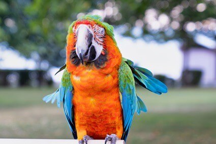 parrot life expectancy in captivity