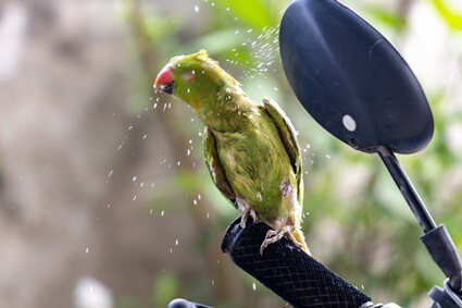 parrot shaking feathers