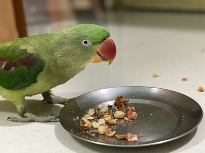 Are Indian Ringnecks Good Talkers? (Males vs. Females)