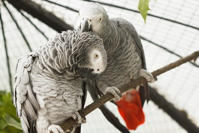 Is My African Grey Plucking or Molting Feathers?