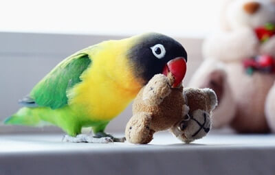 Do Parrots Like To Cuddle? (Cuddling Is NOT What You Suppose!)