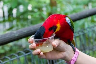 Can Parrots Eat Honey? (Protected vs. Unsafe Varieties)