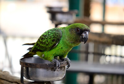 Are Senegal Parrots Good Talkers?