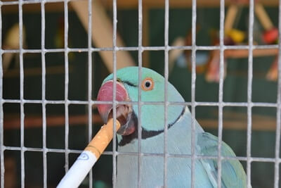 How Does Smoking Affect Parrots?