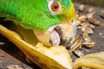 Can Parrots Eat Bananas (And Their Peels)?