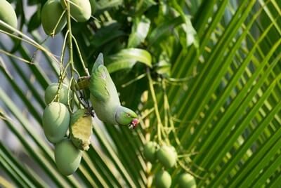 Can Parrots Eat Mango? (Take away The Pit First!)