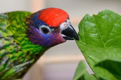 Can Parrots Eat Spinach? (Dangers of Oxalates)