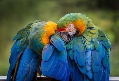 Do Plucked Parrot Feathers Develop Once more?