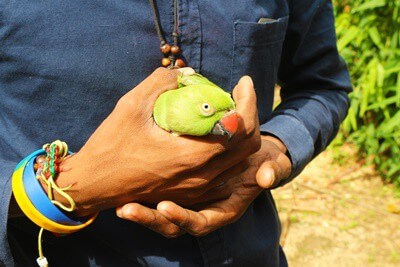 Can You Launch A Parrot Into The Wild? (Releasing Pet Birds)