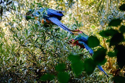 Can Parrots Eat Olives (And Their Pits)?