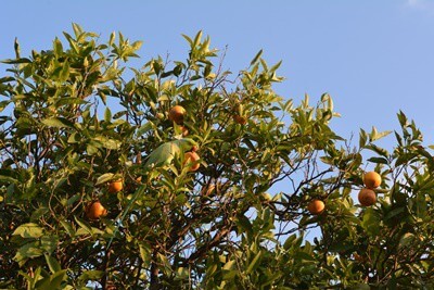 Can Parrots Eat Oranges? (Peel + Pip Safety)