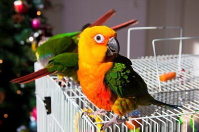 How To Deal with A Conure Parrot for Rookies