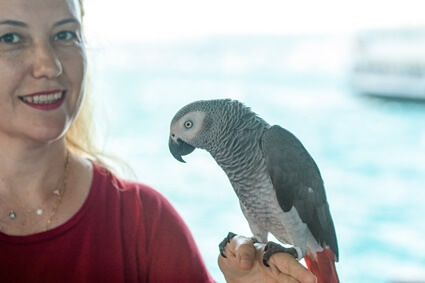 Why Do Parrots Have Mood Swings?