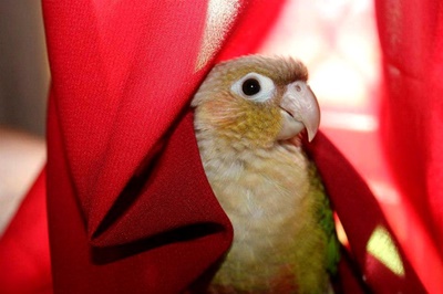 Do Conures Chunk A Lot? (Does It REALLY Harm?)