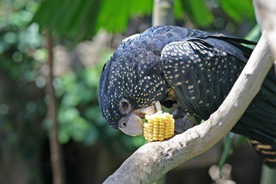 Can Parrots Eat Corn on the Cob? (Raw vs. Cooked)