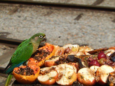 27 Fruits Parrots Can Eat (And Why!)