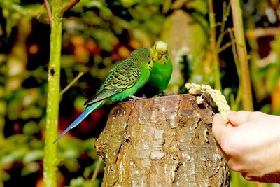 What To Do If Your Parakeet Is NOT Consuming (Meals Refusal)