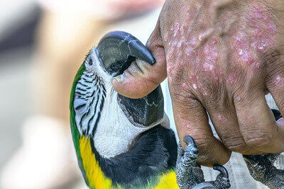 How Harmful Is A Macaw Chunk? (Chunk Drive, Accidents + Finger Loss)