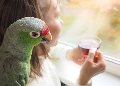 How To Deal With Parrot Mud (And Why It Points!)