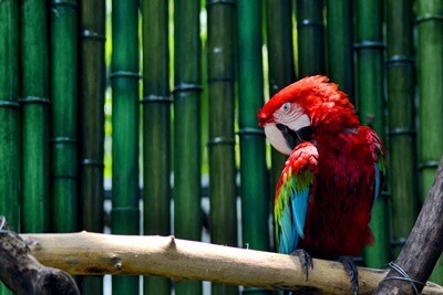 Is Bamboo Safe for Parrots?