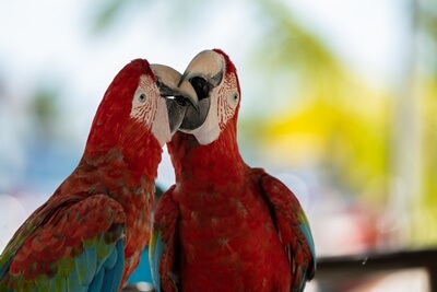 20 Regularly Parrot Behaviors (And What They Suggest)