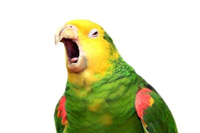 Parrot Stopped Talking! Can Parrots Lose Their Voice?