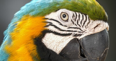 What Is Eye Pinning in Parrots? (Eye Flashing Which suggests)