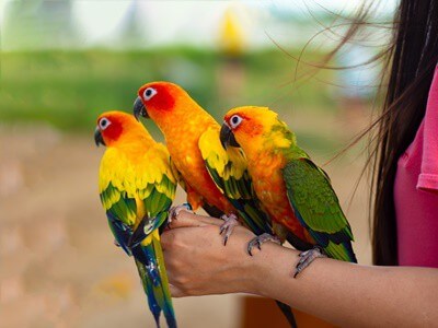 What Is The Friendliest Parrot To Private?