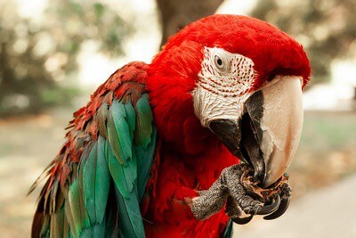 Can Parrots Eat Nuts? (The Hidden Dangers Revealed!)