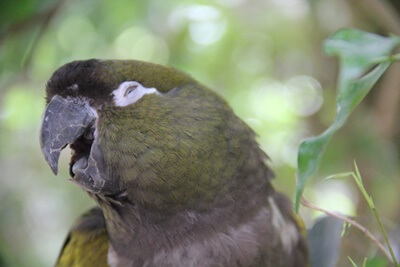 Do Parrots Have A Sense of Humor? (Laughter + Joking)