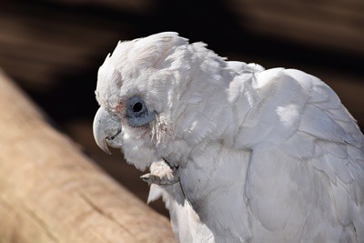 Why Do Parrots Keep Longer Than Completely different Birds?