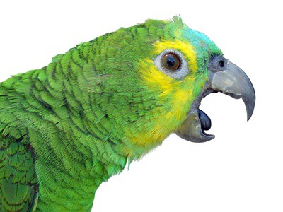 Why Do Parrots Scream So So much?